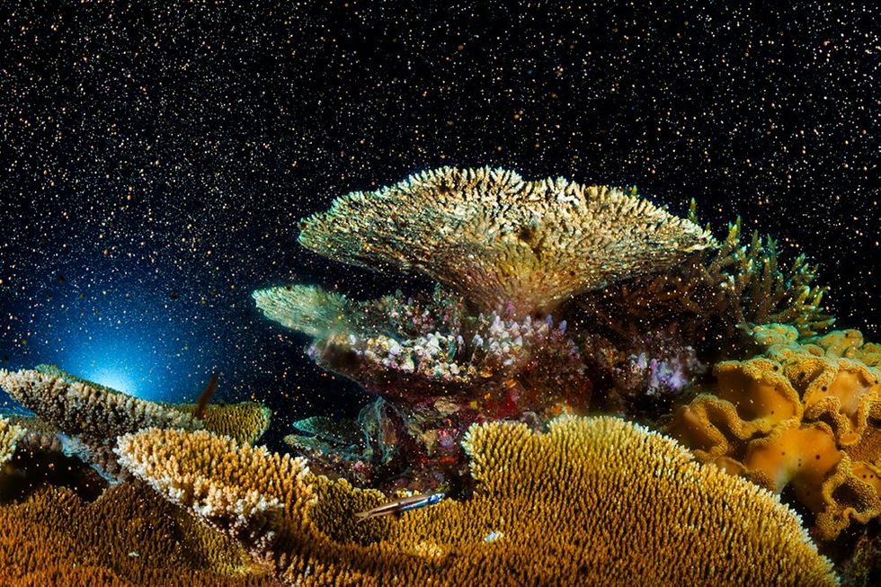 Het water bovenMoore Reef in hetGreat Barrier Reefziet wit van de eitjesen zaadcellen De jaarlijksemassabevruchtingvindt plaats onderinvloed van de maande watertemperatuuren de daglengte Zoblijft de genetischediversiteit behoudenHet is heerlijk omdoor een sneeuwstormvan kuit te zwemmenvan koraal dat hetheeft overleefd zegtDoubilet