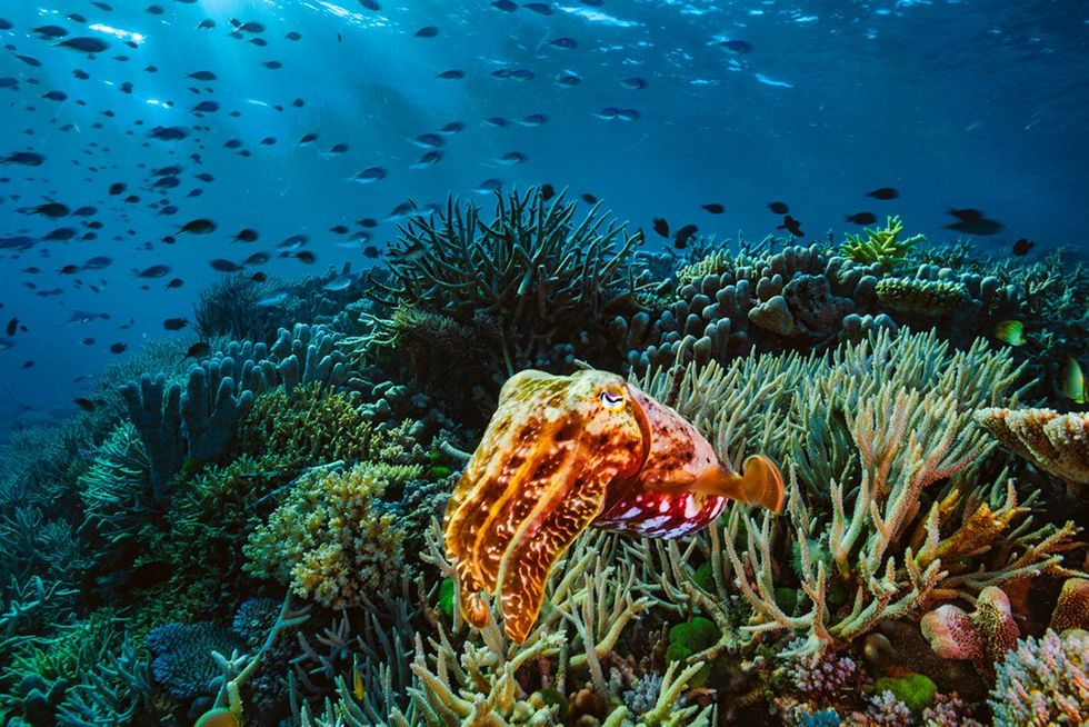 In het Great Barrier Reefzwemt een zeekat dooreen oase vol leven diehittestressheeft doorstaanDeze koralenwordenonderzocht om tekijken hoe het kan dat zeonder deze omstandighedenoverleven en omze te vermeerderen voortoekomstig rifherstel Inde natuur is veerkrachtniet statisch zegt koraalecoloogCharlie Veron Datis altijd mooi om te zien