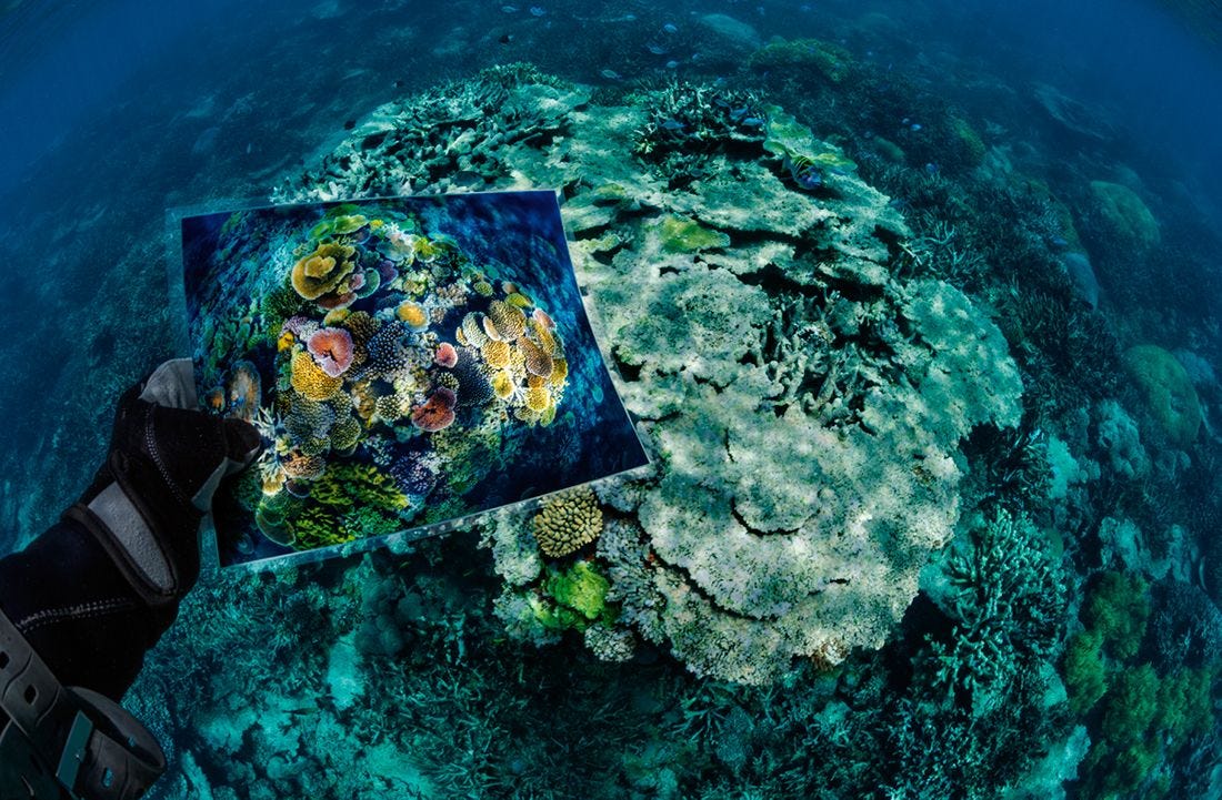 Opal Reef een deel vanhet Great Barrier Reefin Australi raakte in2016 en 2017 beschadigdtoen de watertemperatuuromhoogschootHet koraal was al zijnkleur kwijt en op stervenna dood door klimaatveranderingzegt DavidDoubilet Hij en JenniferHayes keerden terugnaar de mooiste riffendie ze hadden gefotografeerdom de effectenvan klimaatverandering vast te leggen