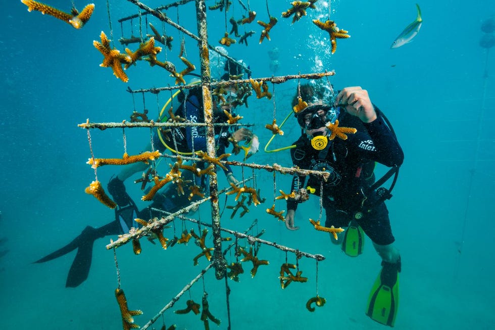 In de Florida Keys verzorgt JohnZiska 18 sinds 2015 vrijwilliger bijSCUBAnauts Internationalstekjesvan het geweikoraal Acroporamuricata voor de herstelprojectenvan Mote Marine LaboratoryDe afgelopen tien jaar hebbenduikers bijna 110000 van zulkekoraalfragmentenop de ziekeriffenin Florida geplant