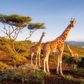 giraffen gered in kenia