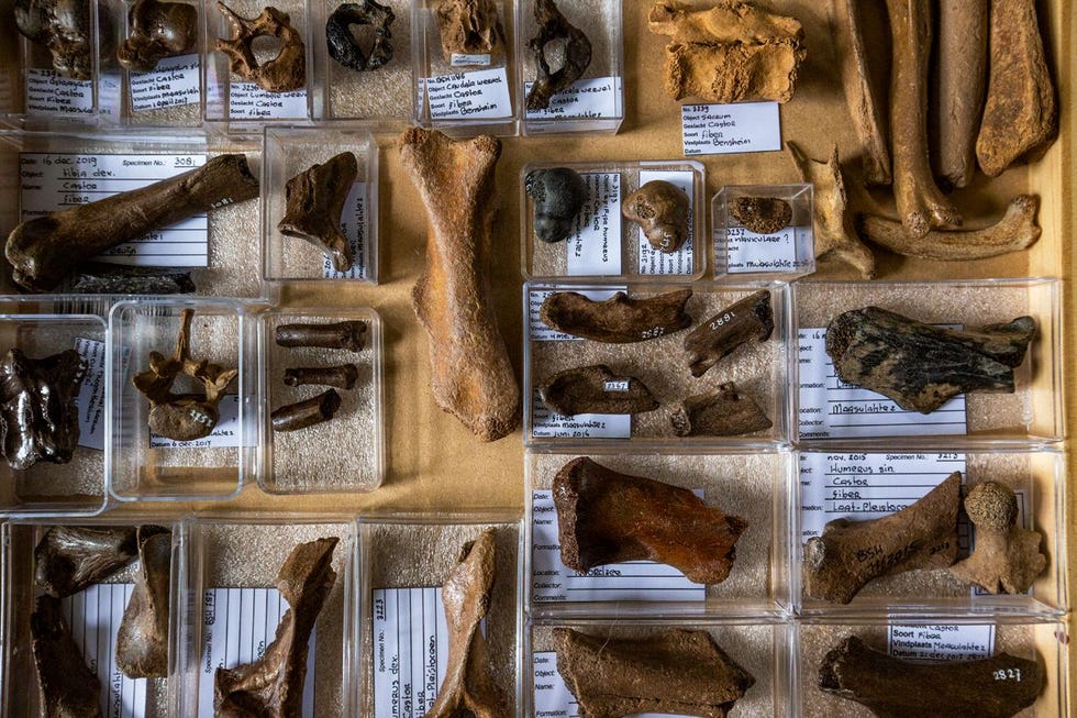 Onderzoeksvrijwilligers Ingrid en Peter de Bruijn houden thuis een keurige collectie bij van hun vondsten De meeste van deze fossiele resten zijn gevonden op de Tweede Maasvlakte
