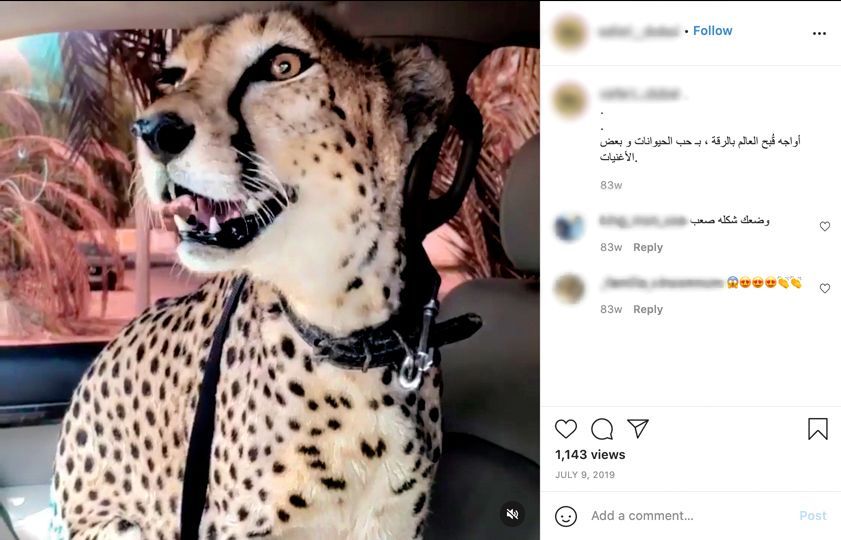 Foto van een cheeta gedeeld op Instagram