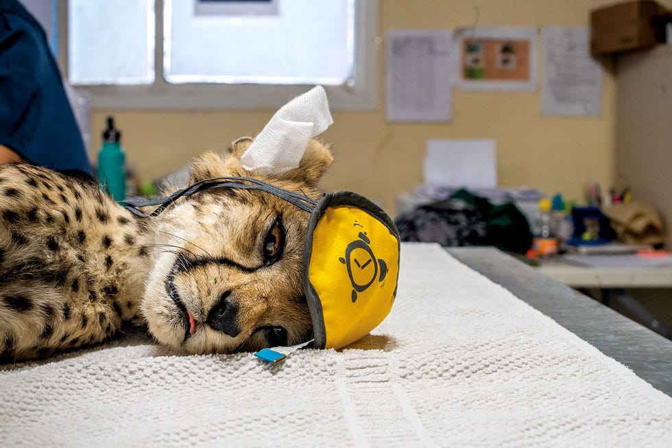 Met een slaapmasker van een vliegmaatschappij en een tissue in zijn oor om de verdoving te rekken ondergaat Astur de gezondheidscheck bij zijn intake in een opvanglocatie van het Cheetah Conservation Fund CCF in Hargeisa Welpen die worden gered uit handen van smokkelaars blijken vaak ziek te zijn de lange reis is zwaar en ze krijgen niet de juiste voeding Veel welpen overleven de reis dan ook niet