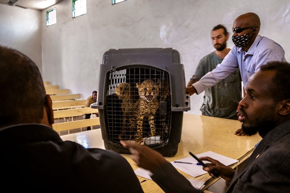 De rechter links werpt een blik op vijf van de tien geconfisqueerde cheetas die als bewijs worden opgevoerd in de zaak tegen Cabdi Xayawaan De rechtszaak die volgens velen een keerpunt is leidde tot een celstraf van vier jaar voor Cabdi Xayawaan