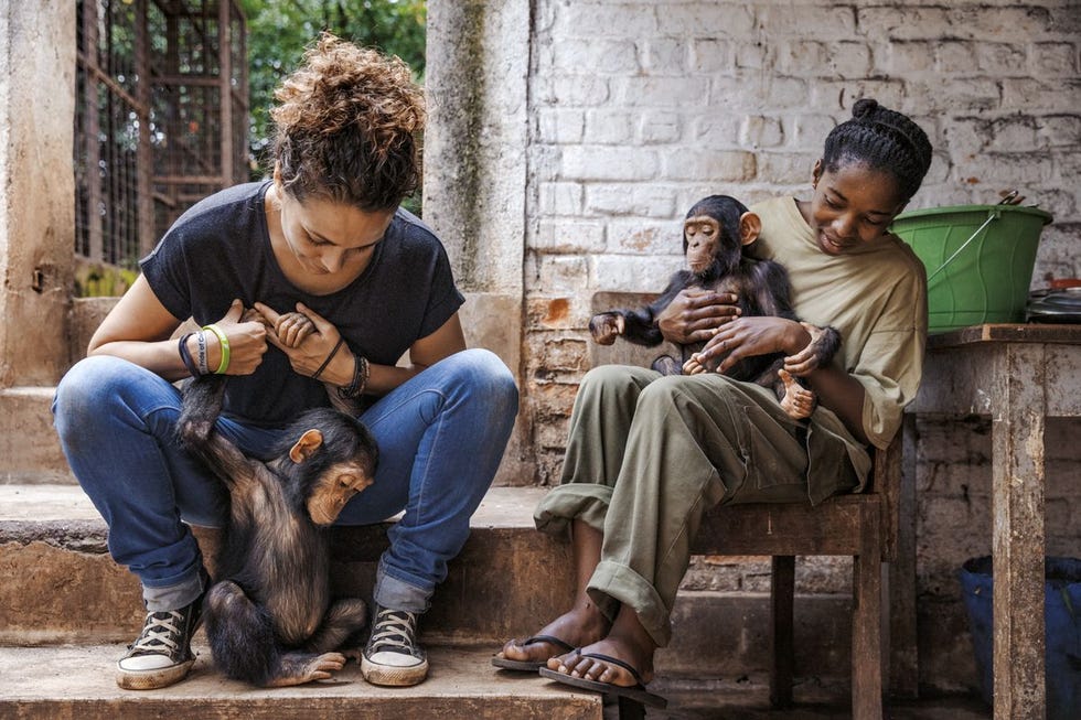 Itsaso Vlez del Burgo links de technisch directeur van het opvangcentrum in Lwiro speelt met de jonge chimpansee Mara terwijl verzorgster Mireille Miderho Oziba met Felix op schoot zit Chimpanseeweesjes zijn eenzaam en vaak getraumatiseerd Bij aankomst in Lwiro worden ze toevertrouwd aan verzorgers die ze erbovenop helpen