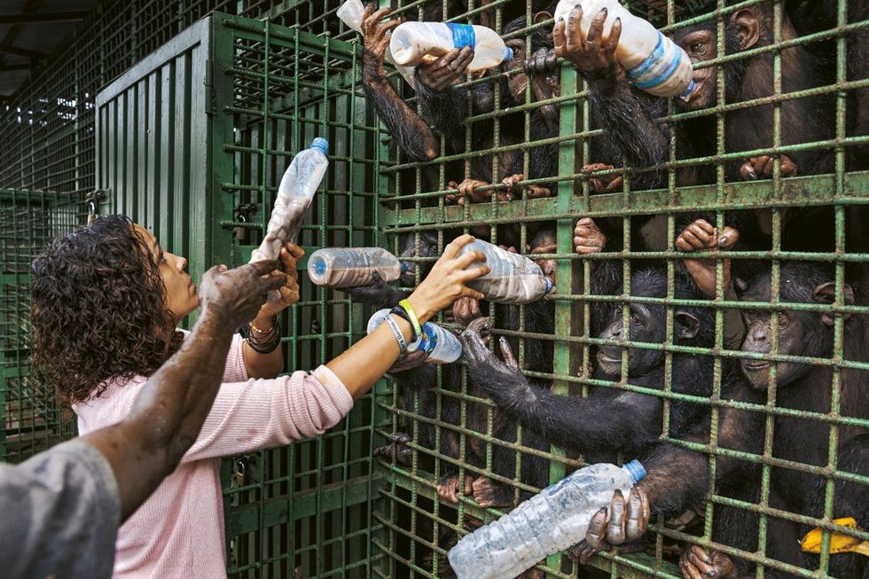 Elke middag krijgen de chimpansees van hun verzorgers een voedzame drank van mas soja sorghum bloem en eiwitten Daarnaast eten ze groenten fruit en bonen van een van de markten in de buurt De boeren in de omgeving kunnen de omgerekend 3400 euro per maand die het centrum aan voedsel uitgeeft goed gebruiken