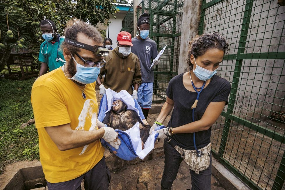 Als Shabunda is nagekeken helpen Luis Flores links de hoofddierenarts van Lwiro en Vlez del Burgo rechts mee om de chimpansee naar haar nieuwe verblijf te brengen