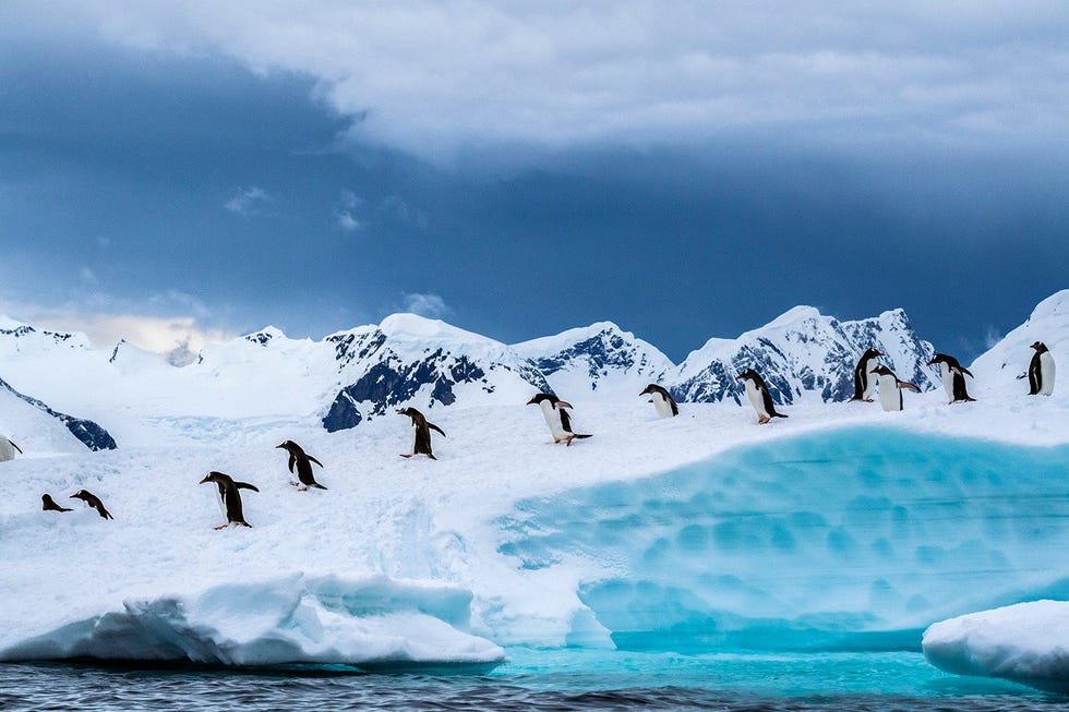 Deze ezelspinguns nemen even pauze Met de klauwen aan hun poten zijn ze een drijvende ijsberg opgeklommen Hun aantal op het Antarctisch Schiereiland is de laatste vier decennia verzesvoudigd Ezelspinguns zijn minder afhankelijk van krill dan stormband en adeliepinguns
