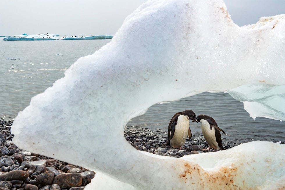Van alle pingunsoorten aan de westkust van het schiereiland zijn adeliepinguns het sterkst afhankelijk van ijs Nu dit smelt neemt hun aantal af Maatregelen voor dit deel van de Zuidelijke Oceaan kunnen de gevolgen van klimaatverandering niet voorkomen maar verlagen wel de druk op het ecosysteem zegt de Argentijnse marien bioloog Mercedes Santos die een belangrijke rol speelde bij de plannen voor het nieuwe zeereservaat