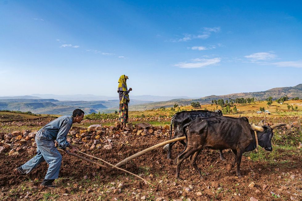 Kiros Tadros ploegt zijn akker in het zuidoosten van Tigray nadat Eritrese militairen al het voedsel vee en zaad hadden geroofd uit zijn dorp Ze verboden de dorpelingen hun land te bewerken maar Kiros moet wel Als hij dat niet doet hebben zijn zeven kinderen niets te eten