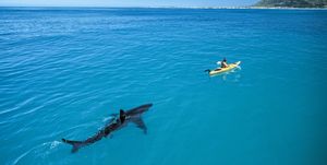 a white shark follows a marine biologist in a kayak off the coast of south africa