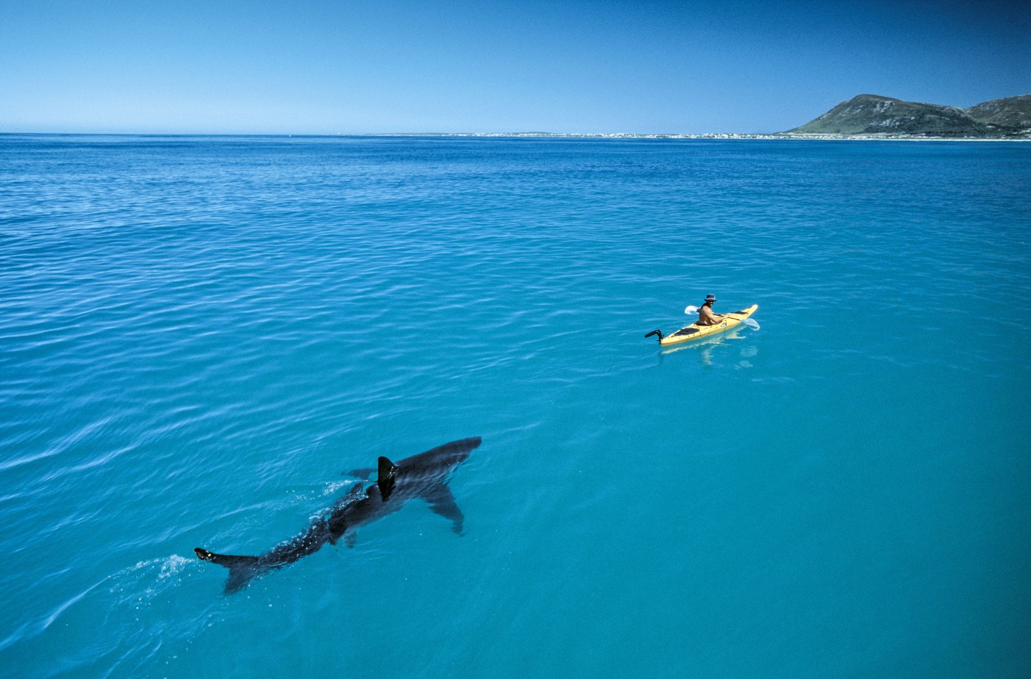 a white shark follows a marine biologist in a kayak off the coast of south africa
