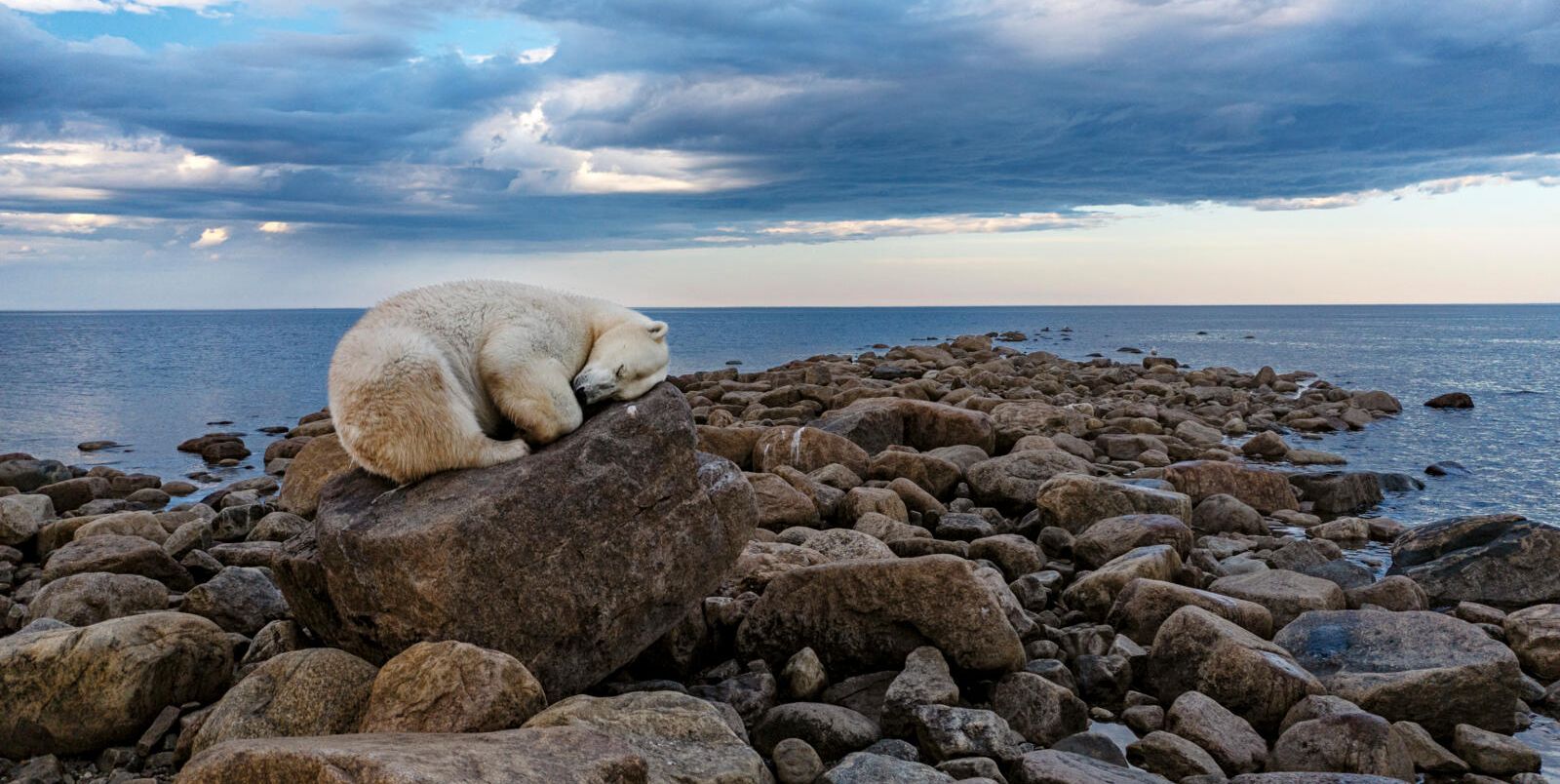 slapende ijsbeer