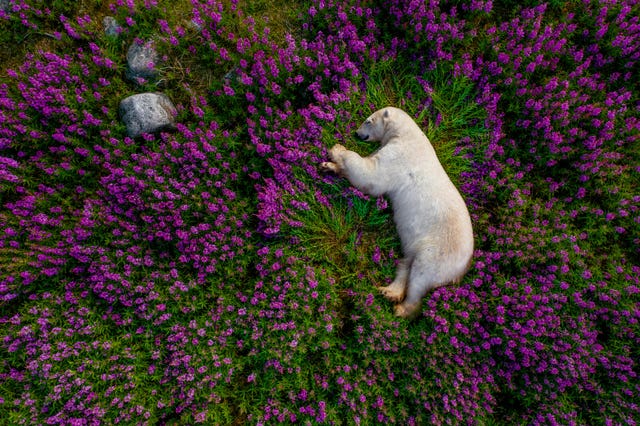 Zo zag je de ijsbeer nog nooit: luierend in een bloemenbed