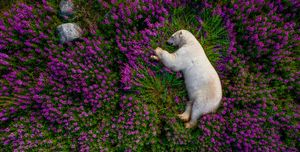 beer in arctische bloemenvelden