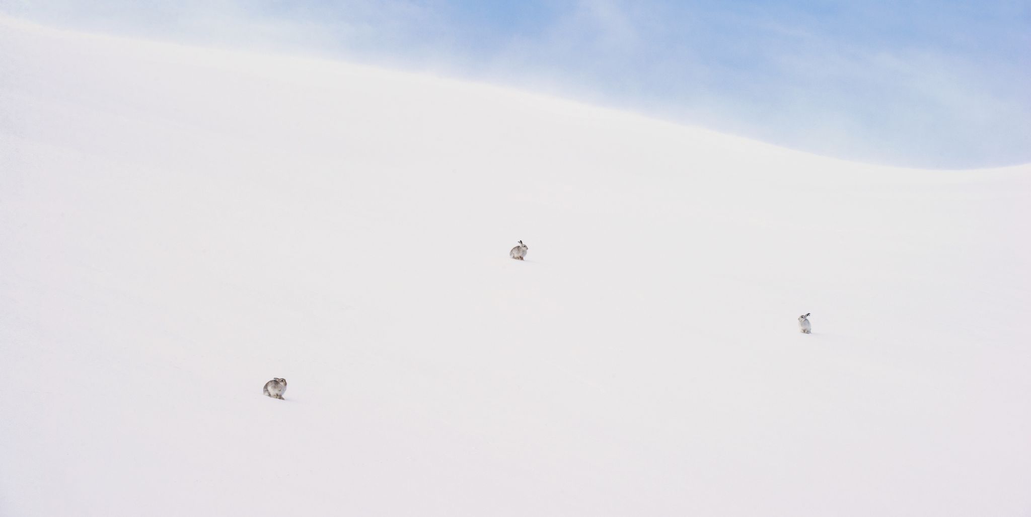 sneeuwhazen op een heuvelrug