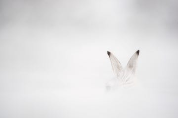 een sneeuwhaas met wintervacht