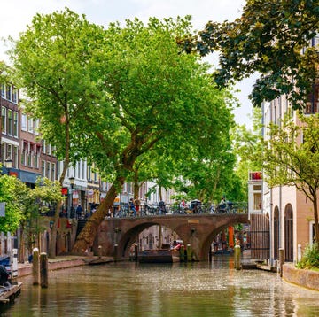 een aantal bomen bij de oudegracht in utrecht een aantal bomen bij de oudegracht in utrecht