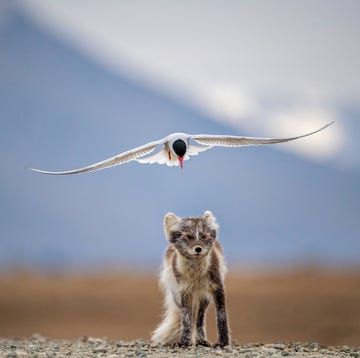 seizoenen op spitsbergen