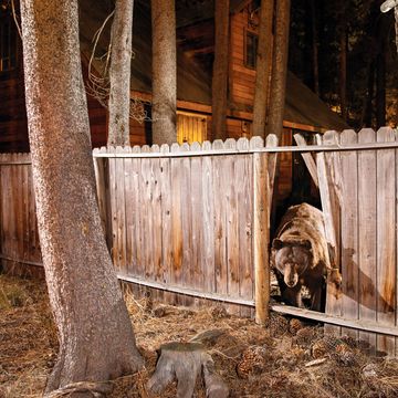 een beer kruipt door het hek van een verlaten huis in californie