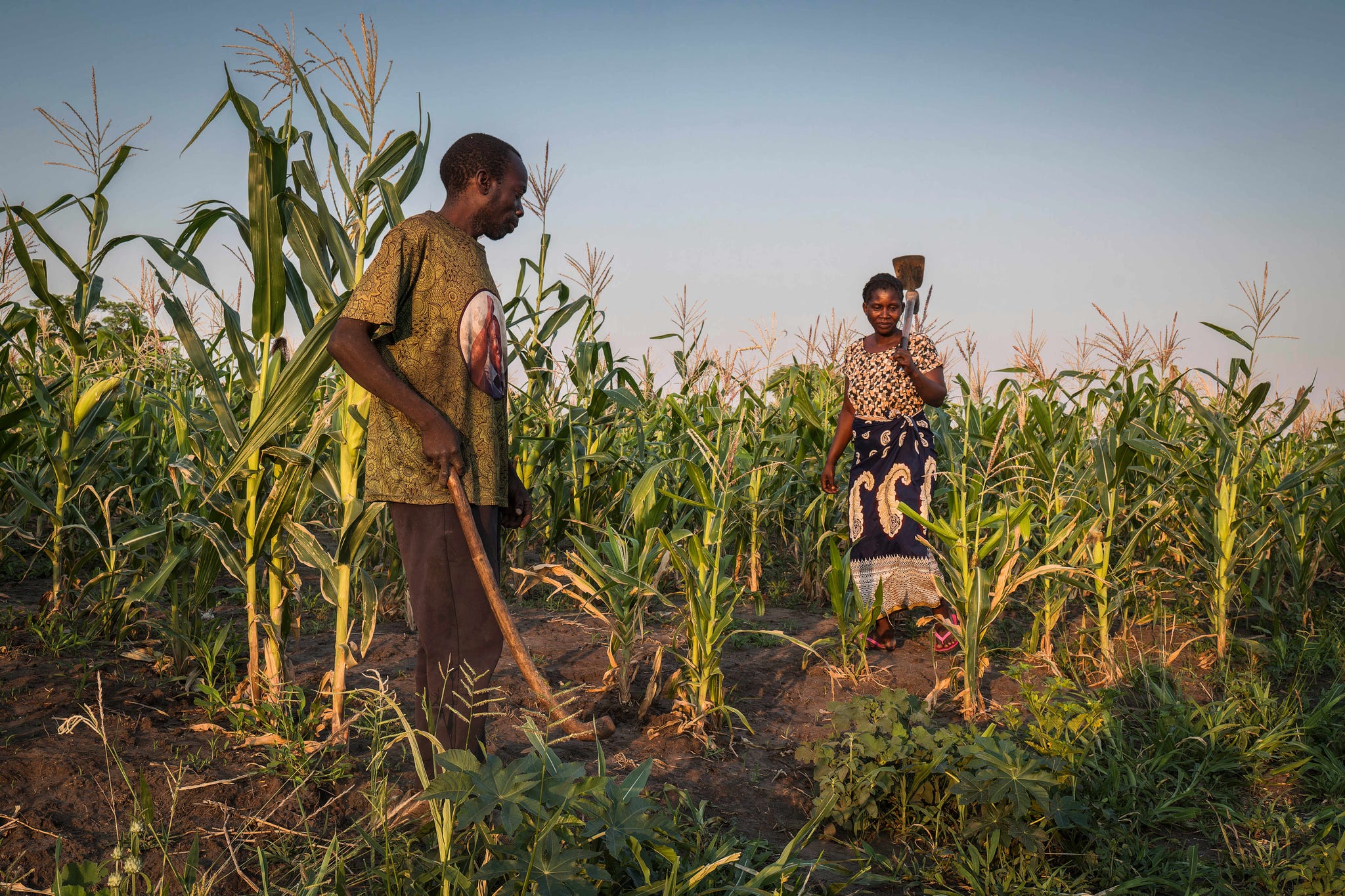 mary chitibe ﻿verbouwt diverse ﻿gewassen in een ﻿olifanten­ corridor ﻿bij ­nationaal park ﻿sioma ngwezi