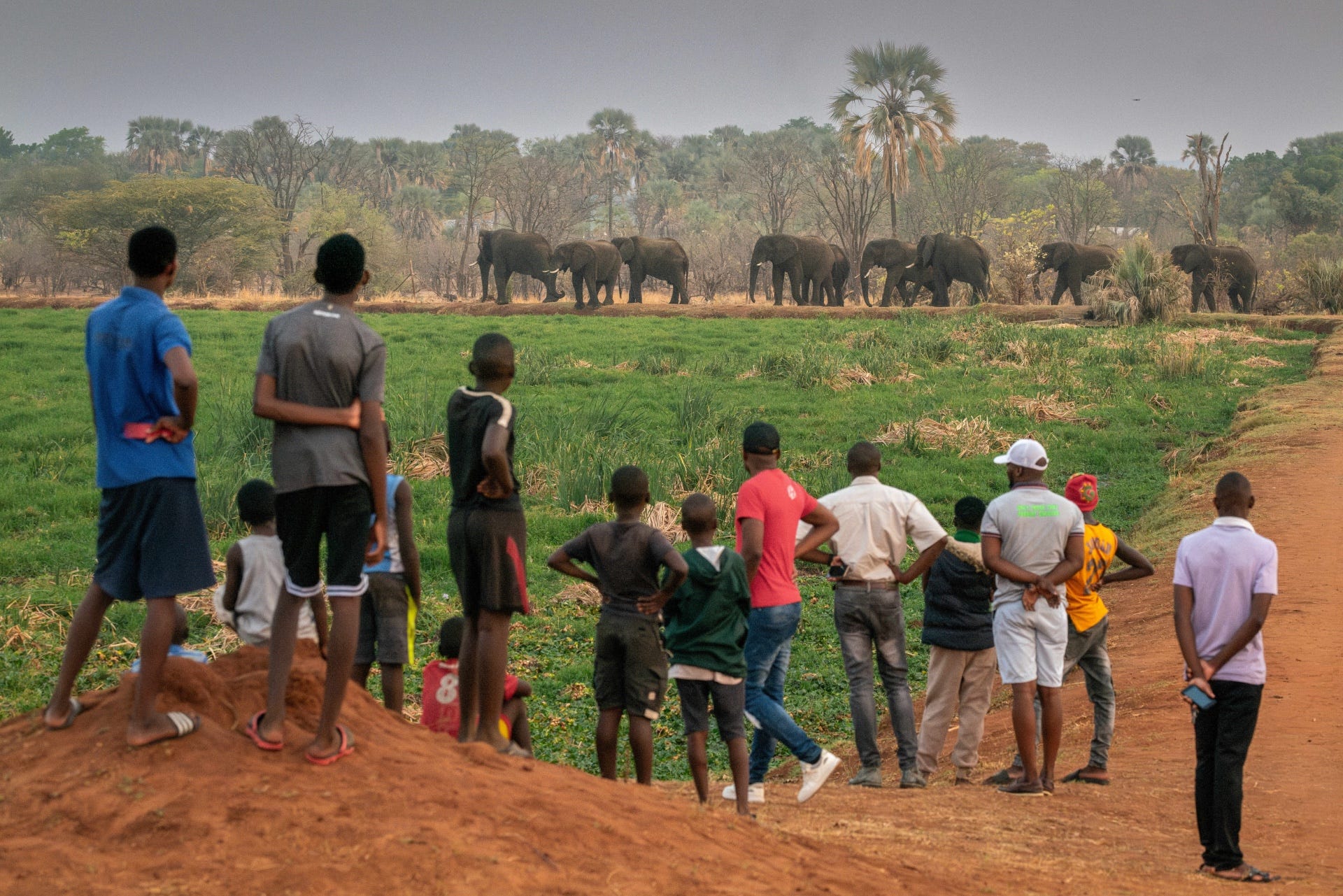 een kleine kudde ﻿olifanten verlaat ﻿nationaal park ﻿mosi oa tunya om ﻿naar livingstone ﻿te gaan, onder het ﻿toeziend oog van ﻿de lokale bevolking