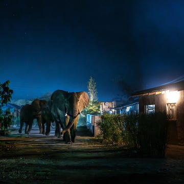Waarom de confrontatie tussen olifant en mens in zuidelijk Afrika voor problemen zorgt rond tien uur in de avond betreedt een groep olifantbullen de straten van livingstone in zambia, op zoek naar voedsel buiten hun steeds beperktere leefgebied