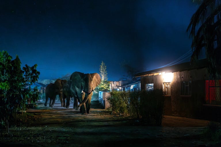 rond tien uur ﻿in de avond betreedt ﻿een groep olifant﻿bullen de straten ﻿van livingstone in ﻿zambia, op zoek ﻿naar voedsel buiten ﻿hun steeds beperk﻿tere leefgebied