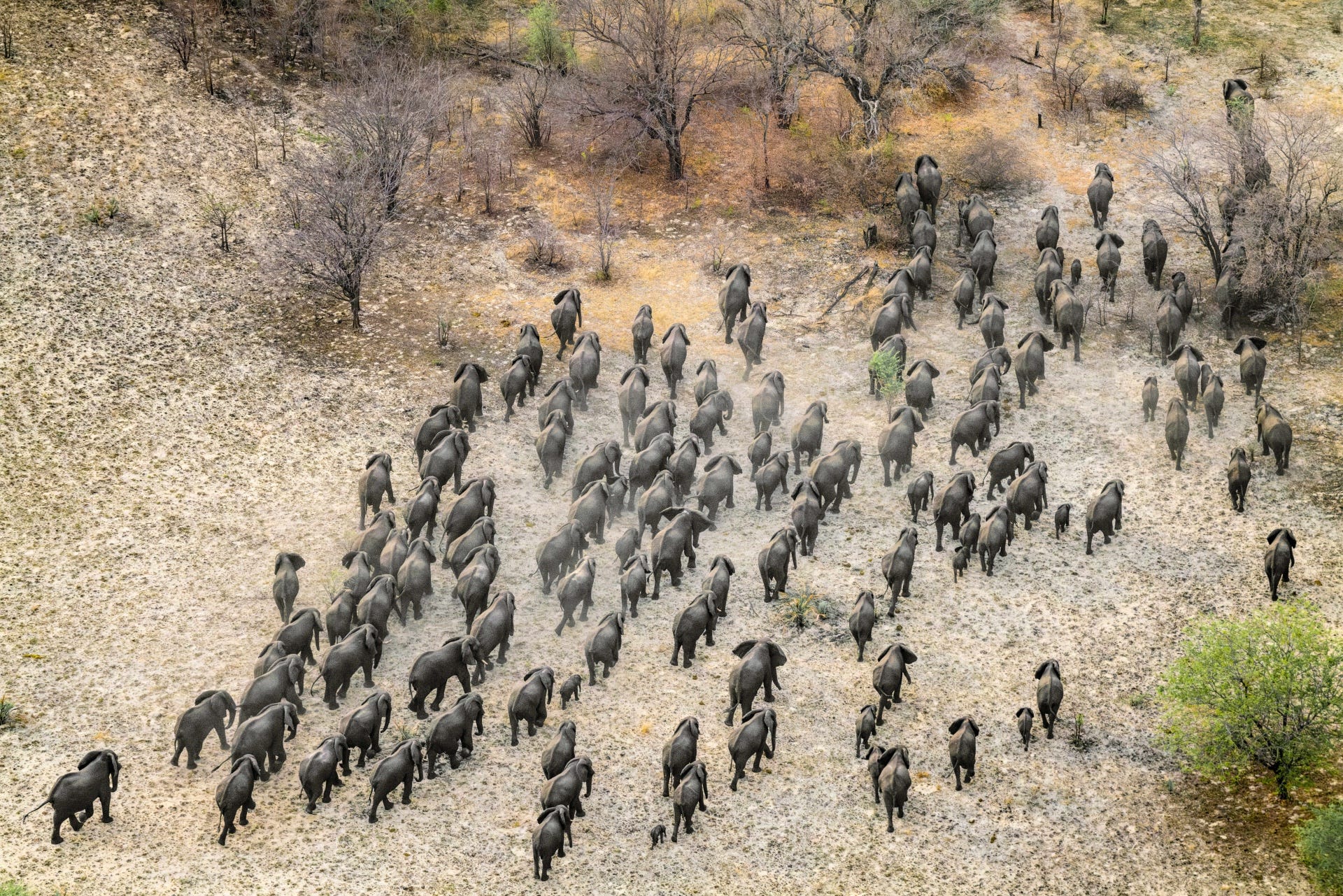een deel van een ﻿kudde van ­honderden ﻿olifanten die ­ richting ﻿de ­zambezi trekt ﻿tijdens het droge ﻿seizoen