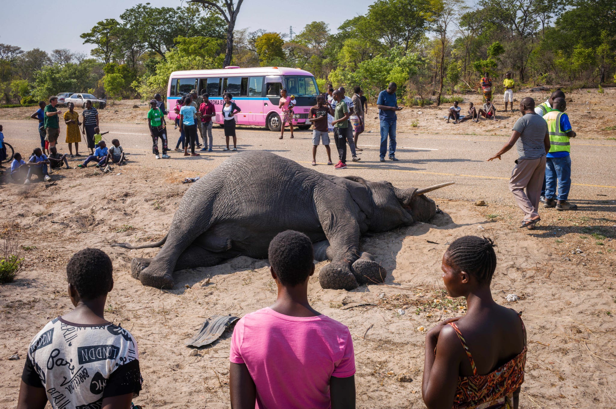 een aangereden olifant ligt langs de weg nabij nationaal park sioma ngwezi in zambia