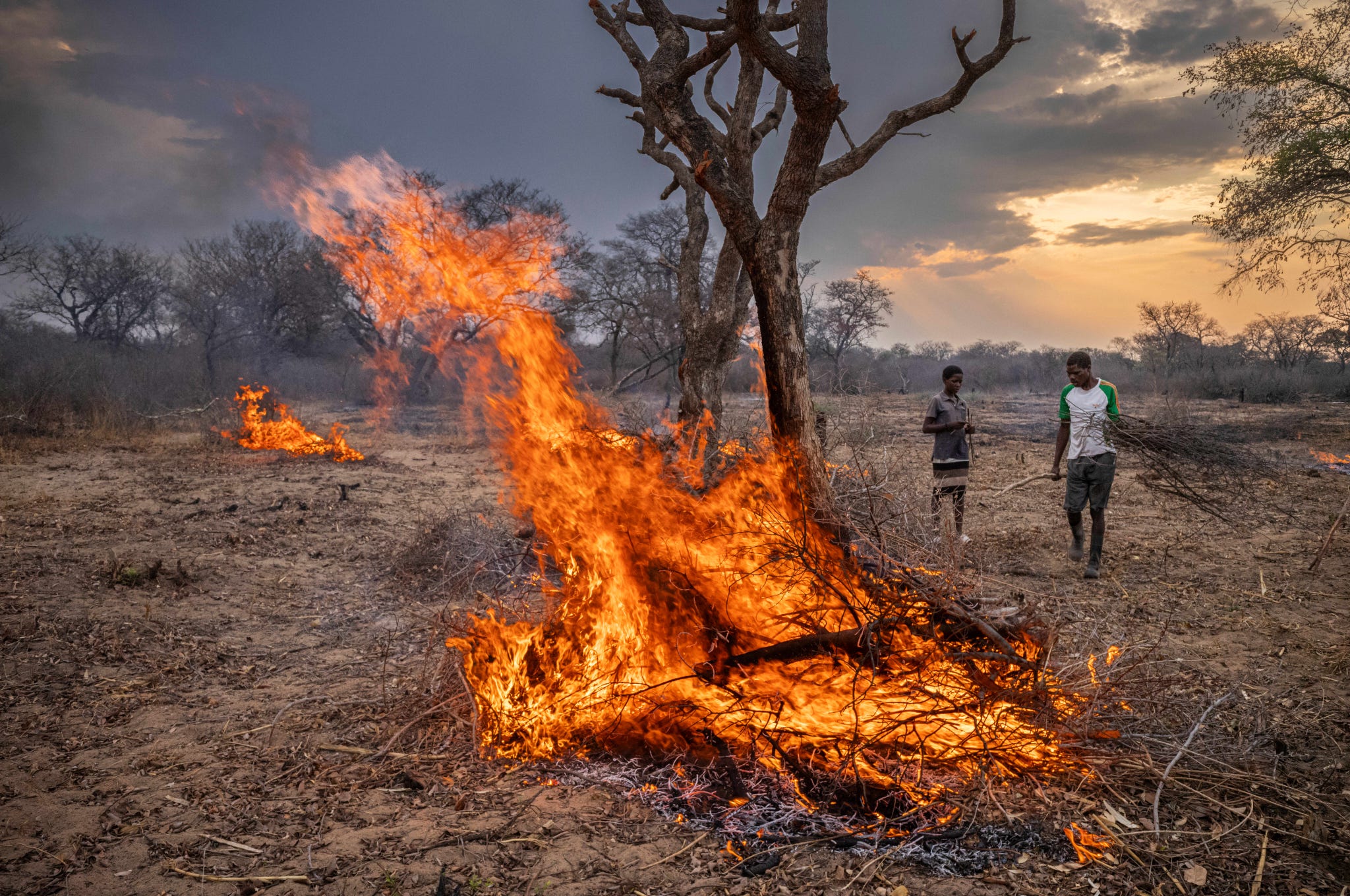 een familie bedrijft ﻿traditionele slash and burn landbouw ﻿nabij sanyambe ﻿in het westen van ﻿zambia