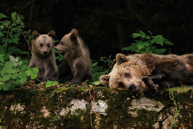 Er zijn steeds meer wilde dieren in Europa. Zijn we daar als mens op voorbereid?