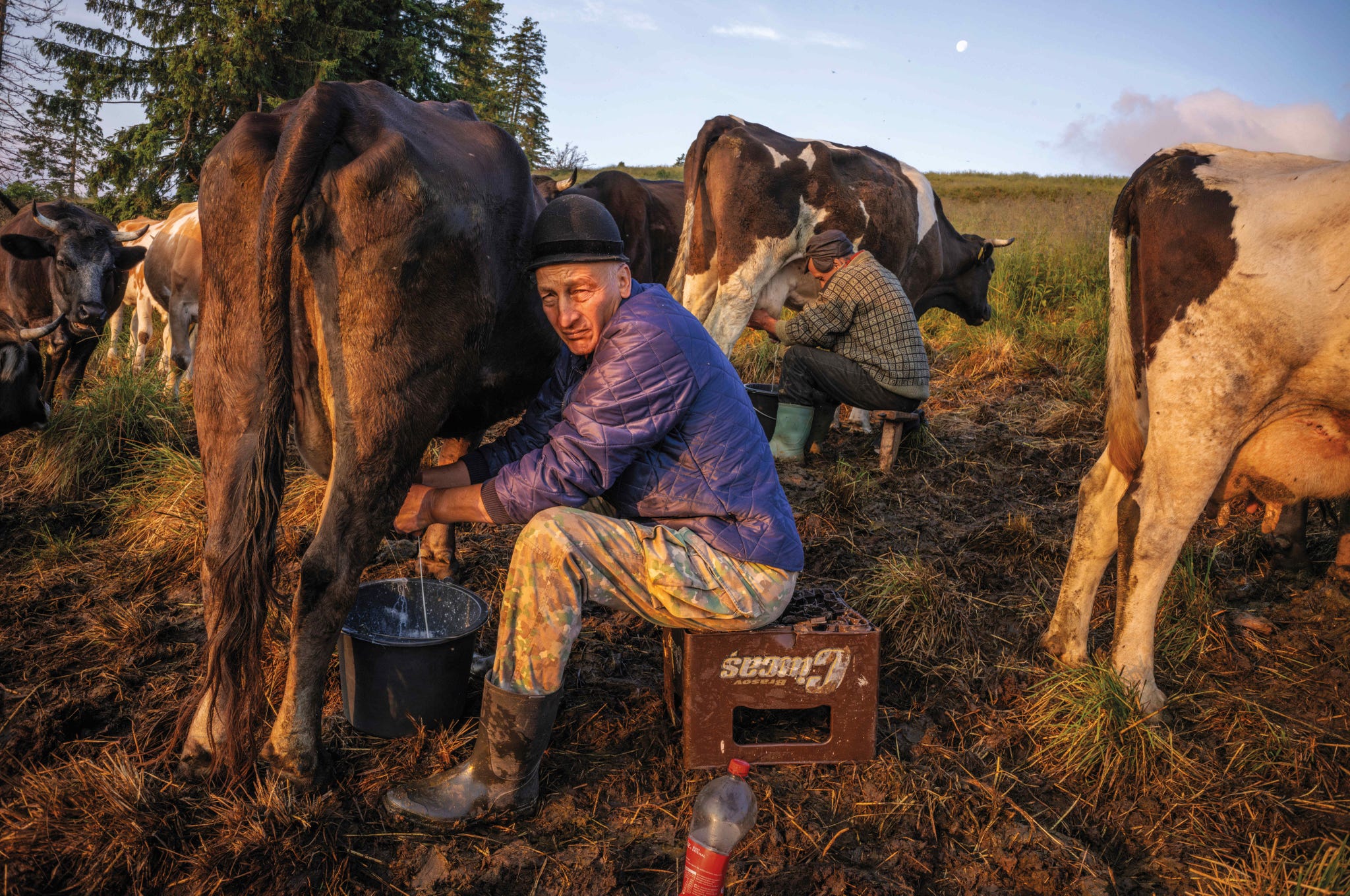 rewilding europa