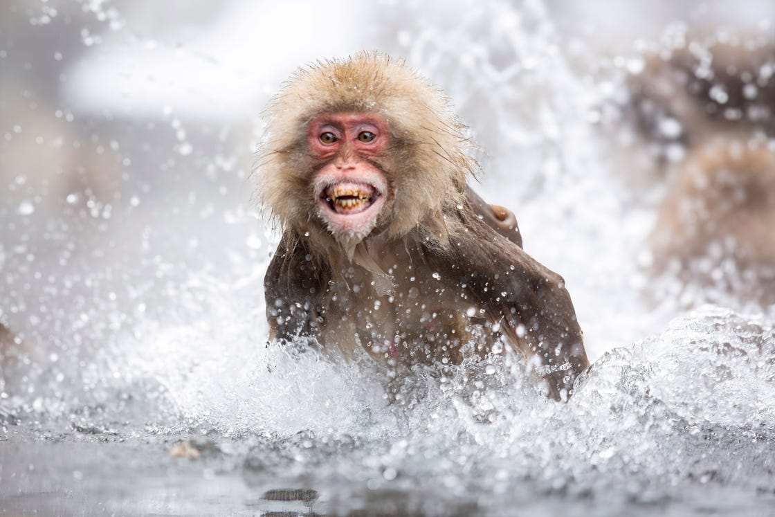 japanse makaak in het water van het apenpark jigokudani, japan