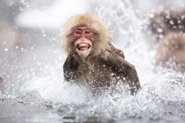 japanse makaak in het water van het apenpark jigokudani, japan