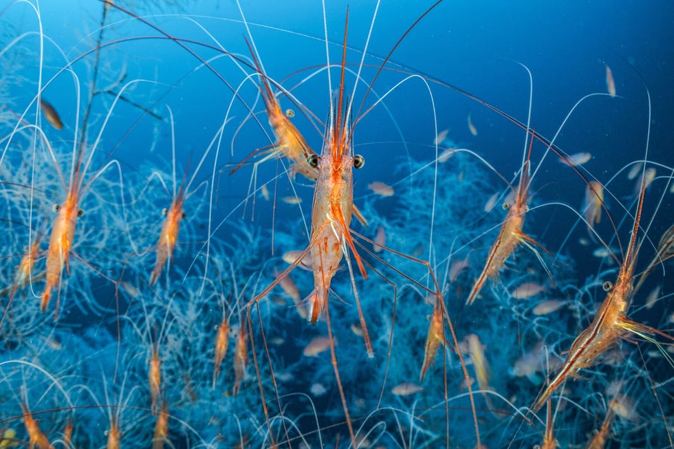NGM Ballesta Underwater-2 Voor de kust van Marseille tachtig meter onder de Middellandse Zee drijven narwalgarnalen Plesionika narval door wouden van zwart koraal Dit koraal dankt zijn naam aan zijn zwarte kalkskelet maar de levende poliepen zijn wit De garnalen zijn zon tien centimeter lang en communiceren onderling met hun lange voelsprieten Bij exemplaren in de Middellandse Zee zijn stukjes plastic in de ingewanden aangetroffen