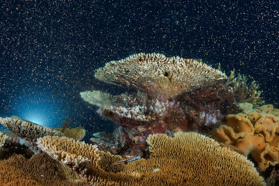 Boven het Moore Reef dat deel uitmaakt van het Groot Barrirerif wervelt een sneeuwstorm van koraaleitjes en sperma Bij de jaarlijkse gametenbloei die op gang wordt gebracht door een combinatie van de maanstand de watertemperatuur en de lengte van de dag scheiden koralen wolken van geslachtscellen gameten uit  sperma en eitjes  die in het water met elkaar versmelten Dankzij de gametenbloei planten koralen zich geslachtelijk voort en kunnen ze hun genetische diversiteit in stand houden Ruim een kwart van de koralen die op aarde bekend zijn wordt met uitsterving bedreigd Het geeft mij vreugde en opluchting om te zwemmen door een sneeuwstorm van gameten die zijn opgestegen uit overlevende koralen zegt fotograaf David Doubilet Uit How coral reefs might survive climate change april 2021
