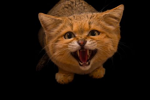 Een mannelijke zandkat Felis margarita werd gefotografeerd in de dierentuin van Chattanooga in Tennessee Deze kleine wilde kat is aangepast aan de woestijnomgevingen van NoordAfrika CentraalAzi en Het Arabisch Schiereiland