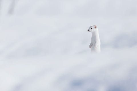 Een wezel gaat op in de sneeuwige omgeving in het Grand Teton National Park In het voorjaar zal het vervellen en lichtbruin worden