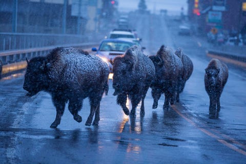 De bizons van Yellowstone bepalen het tempo van het verkeer over de brug van Highway 89 in Gardiner Montana aan de noordgrens van het park Door de winter trekken de bizons het park uit op zoek naar voedsel in lagere gebieden een migratie die in conflict komt met de plaatselijke landbouw en ontwikkelingen