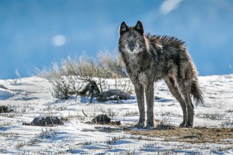 Een lid van de Phantom Springs wolvenroedel staat fier rechtop in het Grand Teton National Park Na een afwezigheid van ongeveer 70 jaar keerden de wolven terug naar het park in 1998 toen ze vanuit Yellowstone naar beneden trokken