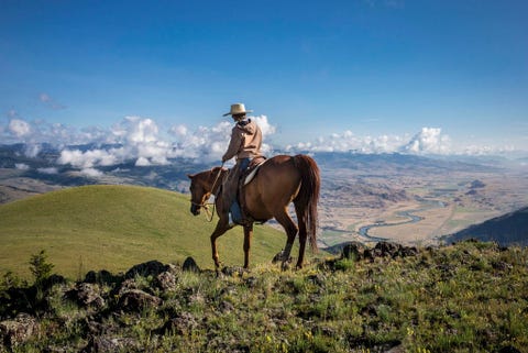 Tom Miner Basin ten noorden van Yellowstone National Park is de thuisbasis van ranches en ook van roofdieren die Yellowstone in en uitreizen Hilary Anderson hier afgebeeld op een paard slaat een mooi figuur op het open landgoed boven de familieboerderij Maar haar doel is praktisch roofdieren afschrikken door vee bijeen te houden en door een menselijke aanwezigheid op het land te laten zien