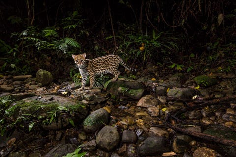 Een cameraval legde deze pardelkat of ocelot vast tijdens een nachtelijke jacht Ocelots wegen tot 15 kilogram hun dieet bestaat uit knaagdieren hagedissen luiaards en de kippen van boer Elias Machipango Shuverireni een van de inheemse bewoners van het Peruaanse Man National Park Toch zegt hij dat hij de schoonheid van de katten bewondert