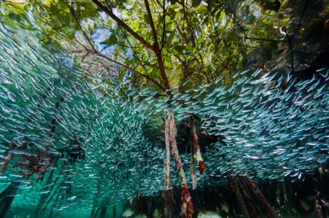 Koornaarvissen zwemmen door de mangroven van het Gardens of the Queen marine reserve in Cuba wervelend als een rivier in de zee Het dichte woud van wortels biedt is een welkom onderkomen voor deze vis die zo groot is als een vinger en in grote scholen zwemt om roofdieren te verwarren Mangroven verbeteren de riffen door onderdak te bieden aan kwetsbare wezens en sediment te vangen dat koraal kan verstikken Ze slaan ook koolstof op die anders zou kunnen bijdragen aan het broeikaseffect