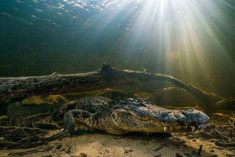 Aan de voet van een cipressenmoeras in de noordelijke Everglades wacht een Amerikaanse alligator op zijn prooi Omdat een stijgende zeespiegel zorgt voor meer zout water in de Everglades zullen de alligators hier misschien afgetroefd worden door krokodillen die overtollig zout door hun tongen kunnen uitscheiden