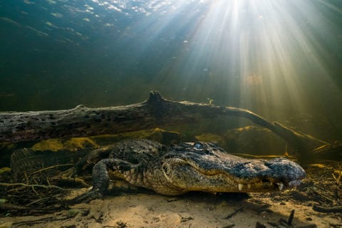 Aan de voet van een cipressenmoeras in de noordelijke Everglades wacht een Amerikaanse alligator op zijn prooi Omdat een stijgende zeespiegel zorgt voor meer zout water in de Everglades zullen de alligators hier misschien afgetroefd worden door krokodillen die overtollig zout door hun tongen kunnen uitscheiden