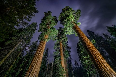 Hoog in de Sierra Nevada torenen gigantische verlichte sequoias de nachthemel in Ze kunnen 3000 jaar leven maar de recente ernstige droogte in Californi heeft ze op de proef gesteld We behandelen deze droogte als een voorproefje van de toekomst zei ecoloog Nate Stephenson