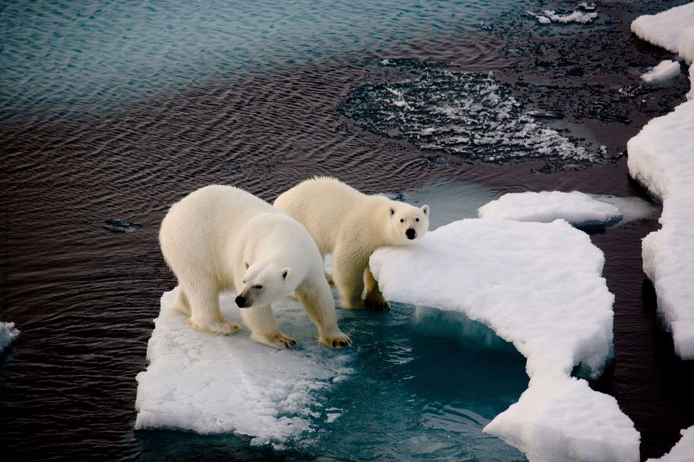 Door klimaatverandering smelt het zeeijs en dreigen ijsberen hun leefgebied te verliezen