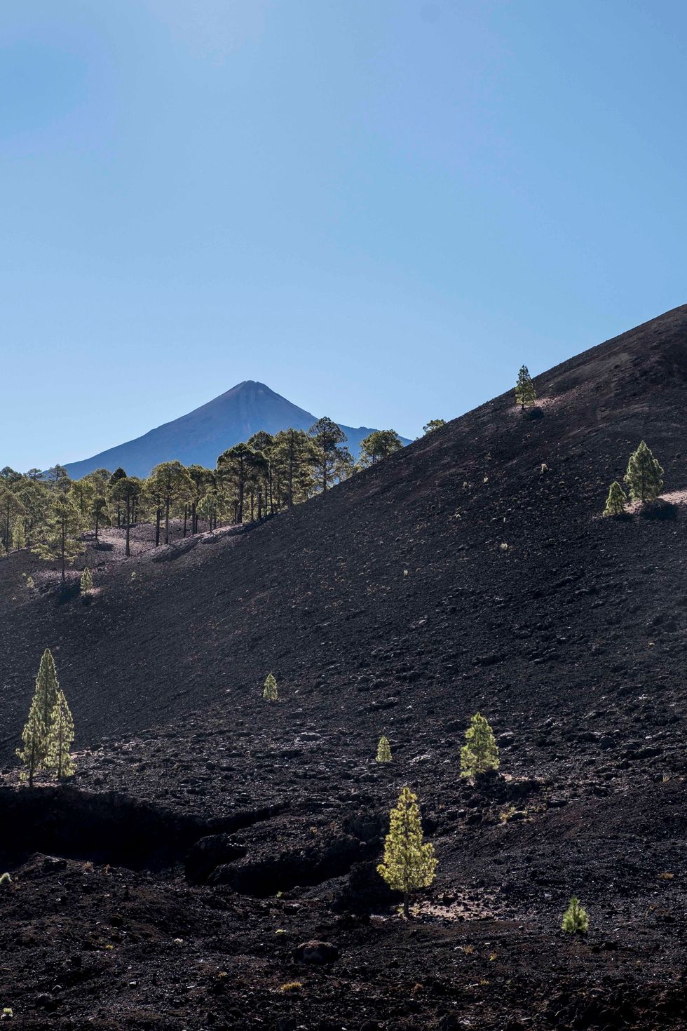 Nieuw leven op de lavavelden van de Teide